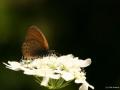 Coenonympha leander (Rus Zıpzıp Perisi)